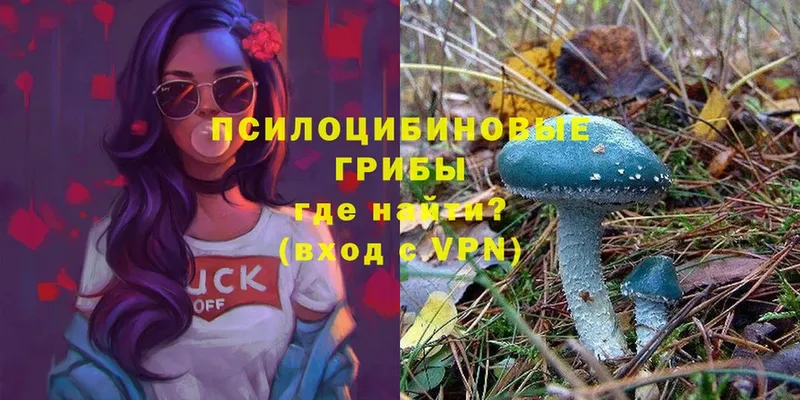 Галлюциногенные грибы Psilocybine cubensis  KRAKEN ссылка  Великие Луки 